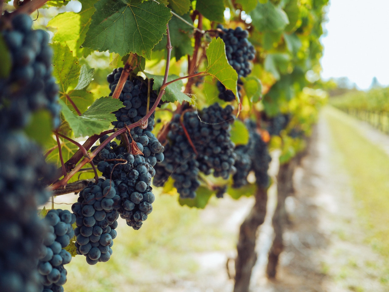 wine grapes on a vine